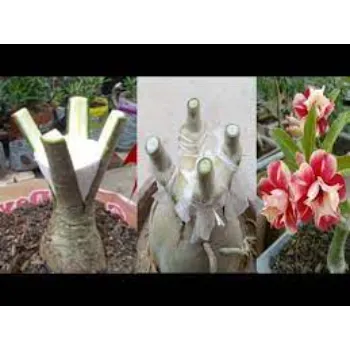 Growing Adenium Plant 1a-adenium plant-7453032-61746.webp